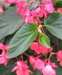 Angel wing begonia