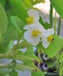 Begonia Fairlady