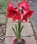 Hippeastrum