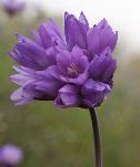 Brodiaea