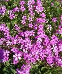 Oxalis 