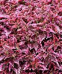 Coleus, sun-loving with edged leaf