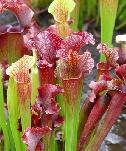 Pitcher plant