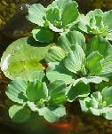 Water lettuce