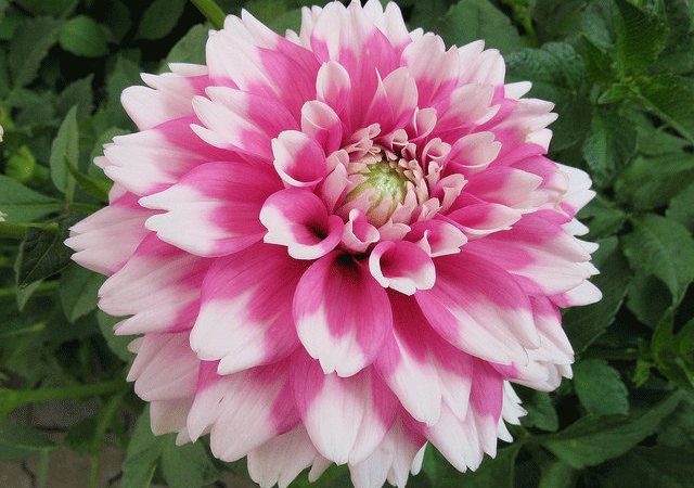 Dahlia