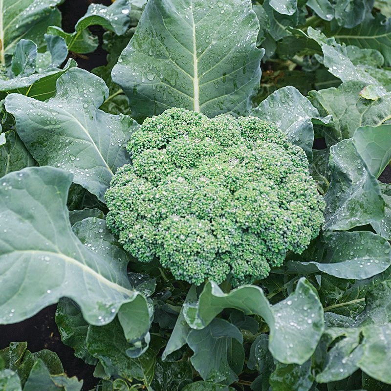 Broccoli Plant