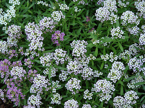 Alyssum