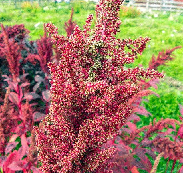 Amaranth