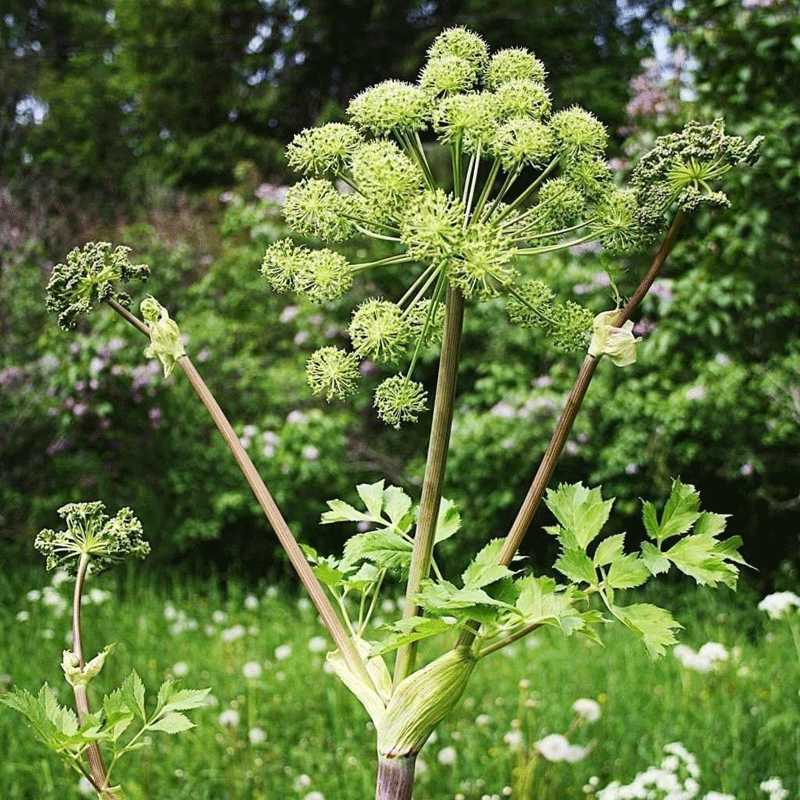 Angelica