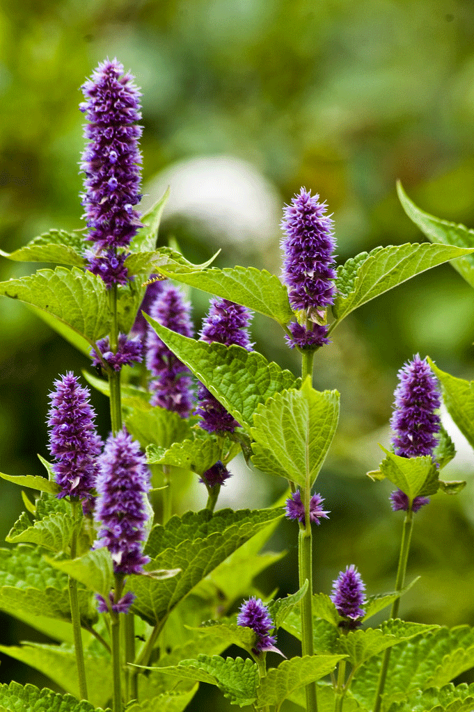 Anise Hyssop