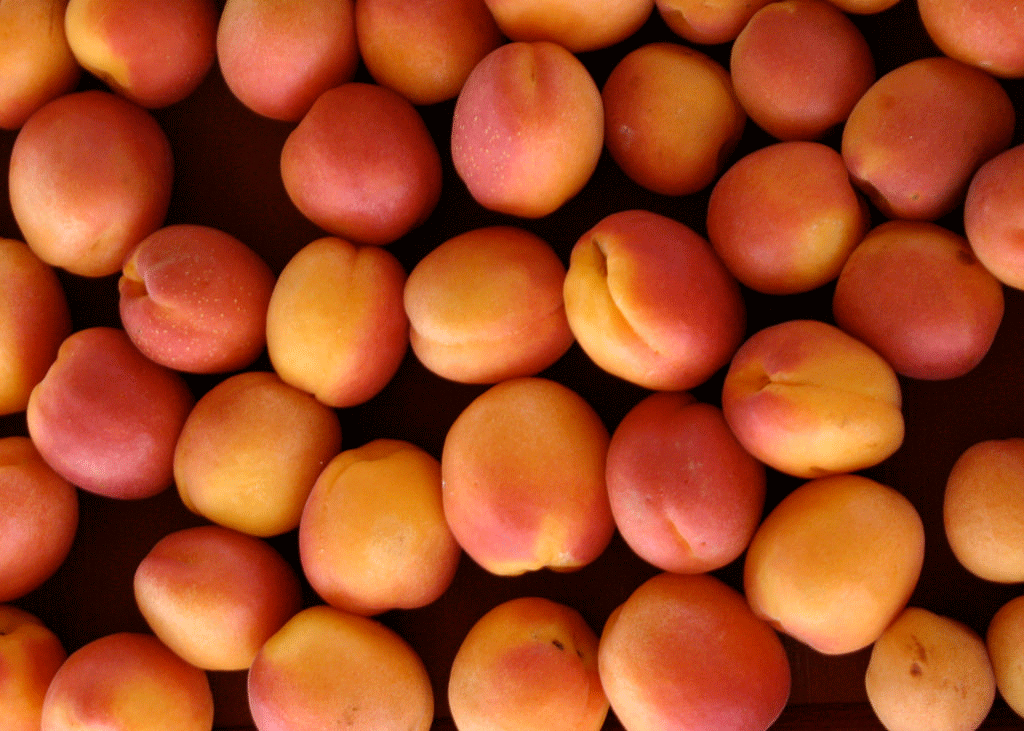 Apricot.gif
