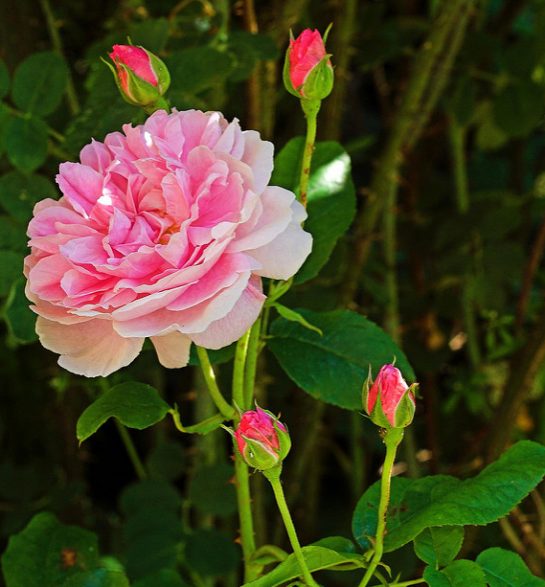 Mvmt Watches Mvmt Bourbon Rose Mvmt Boulevard Watch Best Sale