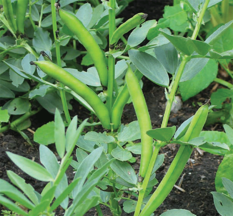 Broad-beans.gif