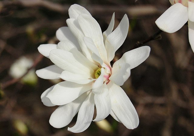 Star Magnolia