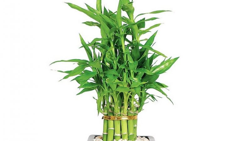Lucky Bamboo (Dracaena sanderiana)