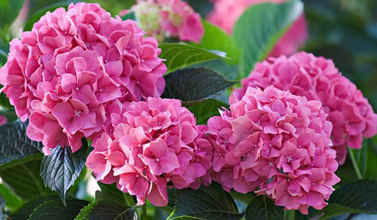 Hydrangea