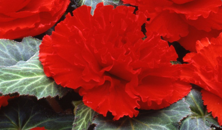 AmeriHybrid Ruffled Scarlet Red Tuberous Begonia Plant